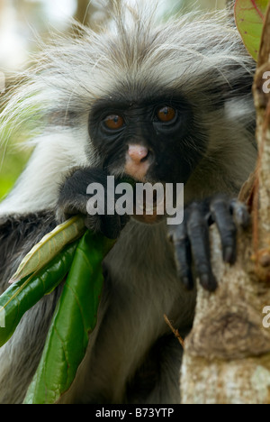 Eine gefährdete männlich roten Colobus Affen (Peocolobus Kirkii), endemisch auf der Insel, essen Blätter in einem Baum in der Sansibar Jozini Wald. Stockfoto