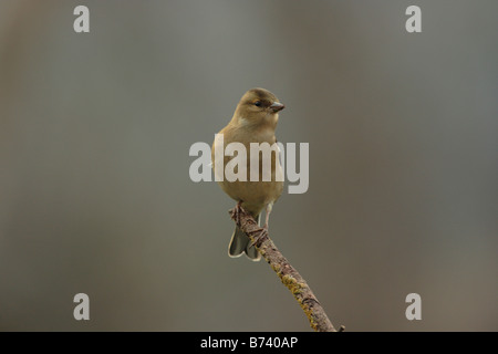 Buchfink auf AST Devon UK 2009 Stockfoto