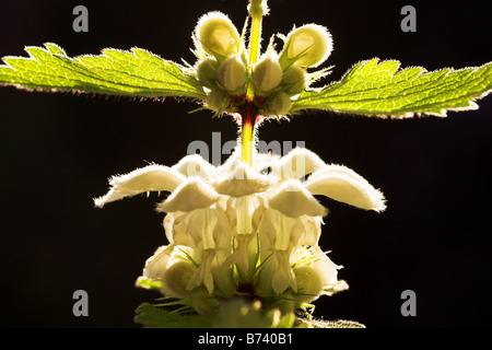 Weiße Taubnessel Nessel Lamium album Stockfoto