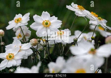 Anemone Hybrida 'Honorine Jobert' weiße Blume Blüte Blüte mehrjährige Spätsommer Frühherbst Stockfoto