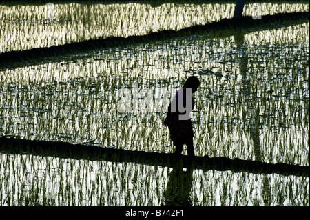 Silhouette einer indischen Frau entlang einem Reisfeld in den ländlichen indischen Landschaft. Andhra Pradesh, Indien Stockfoto