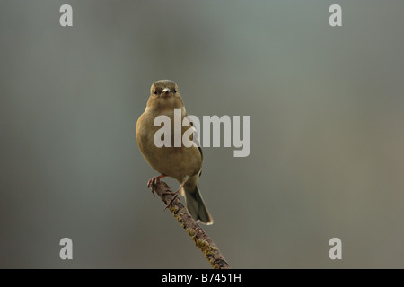 Buchfink auf AST Devon UK 2009 Stockfoto