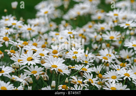 Oxeye Gänseblümchen Gänseblümchen Leucanthemum Vulgare Teppich blühen blühende Blüte Blüte Show Display Fülle Verbreitung Stockfoto