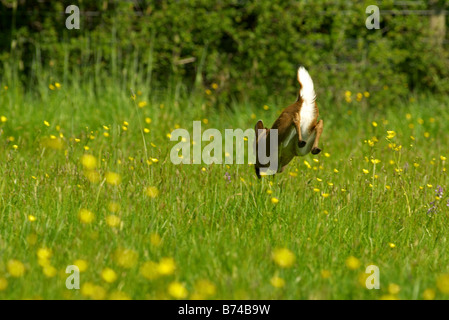 Muntjac Rotwild weglaufen, weißen Blitz Schwanz zeigen. Stockfoto