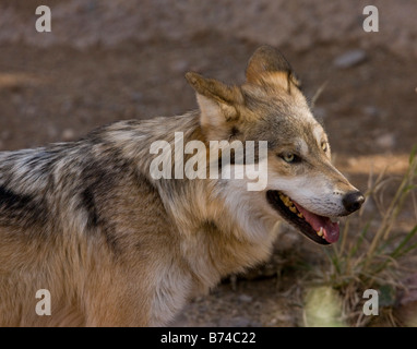 Der vom Aussterben bedrohten Mexican Gray Wolf Canis Lupus Baileyi möglicherweise jetzt ausgestorben in der Gefangenschaft Wildpopulation Arizona USA Stockfoto