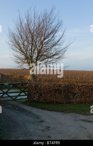 Bäume im Herbst Stockfoto