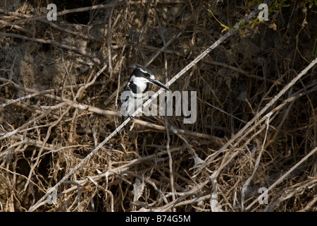 Pied Kingfisher auf getrockneten Reed in der Okavango Panhandle, Botswana Stockfoto