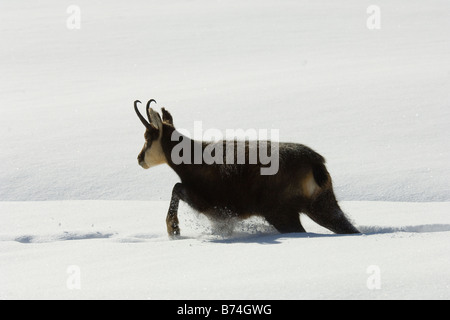 Gämse Rupicapra Rupicapra Camoscio Inverrno Neve Winterschnee Parco Nazionale Gran Paradiso Valle d Aosta Italia Italien Stockfoto