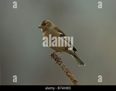 Buchfink auf AST Devon UK 2009 Stockfoto