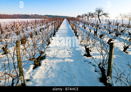 Schneebedeckte Weinreben, Sud-Touraine, Frankreich. Stockfoto