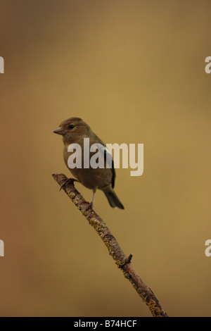 Buchfink auf AST Devon UK 2009 Stockfoto