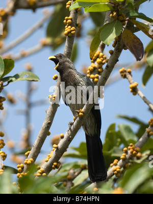 Western grau Wegerich Esser Crinifer Piscator WILD Stockfoto