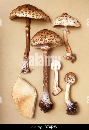 Lepiota Procera Sammlung Stockfoto