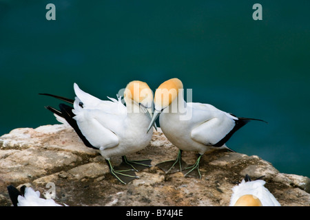 Neuseeland, Nordinsel, Murawai Tölpelkolonie, Australasian Basstölpel (Morus Serrator). Stockfoto