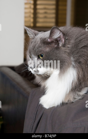 Graue und weiße persische Katze mit grünen Augen Stockfoto