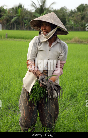 Vietnamesische Frau arbeitet in einem Reisfeld Paddy in Ben Tre Provinz, Mekong-Delta, Vietnam Stockfoto