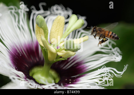 Honigbiene fliegen, Passionsfrucht-Blume-Seitenansicht Stockfoto