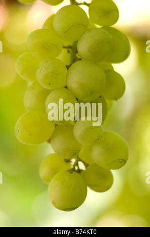 Trauben am Rebstock Libanon Nahost Stockfoto