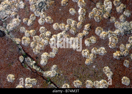 Eichel Barnacle Semibalanus Balanoides Erwachsene zementiert, intertidal rock Wales UK Europe Stockfoto