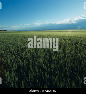 Bearded wheat crop in unripe green ear lit by late afternoon sunshine near Three Forks Montana USA Stockfoto