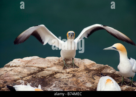 Neuseeland, Nordinsel, Murawai Tölpelkolonie, Australasian Basstölpel (Morus Serrator). Stockfoto