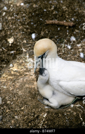 Neuseeland, Nordinsel, Murawai Tölpelkolonie, Australasian Basstölpel (Morus Serrator). Mutter und junge. Stockfoto