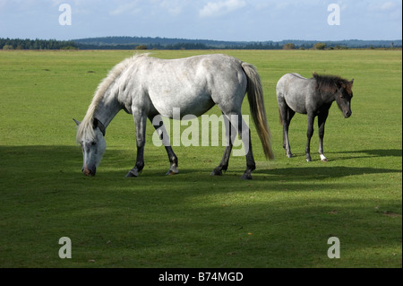 Graue Stute und Fohlen New Forest Ponys grasen auf dem Wilverley Plain Hampshire Stockfoto