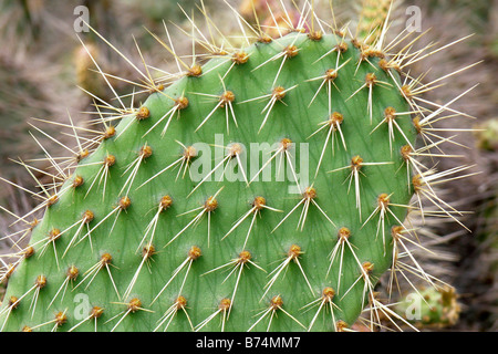 Indische Feigen Opuntia sp Stockfoto