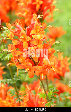 Kap-Geißblatt. Tecomaria Capensis oder Bignonia capensis Stockfoto