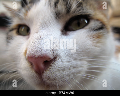 Eines der vielen Katzen in der Altstadt von Dubrovnik in Kroatien an der Adria Küste in Osteuropa. Stockfoto