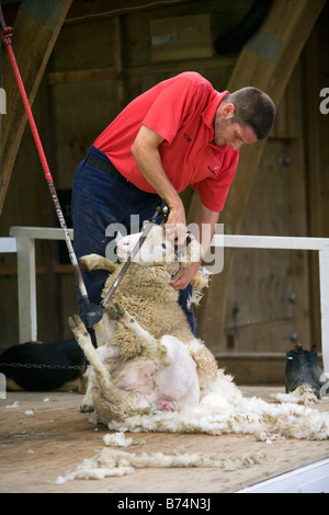 Neuseeland, Nordinsel, Kawakawa, Schafschur anzeigen Stockfoto