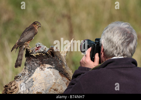Mann fotografiert Sparrowhawk Accipiter Nisus Fütterung auf Log Potton Bedfordshire