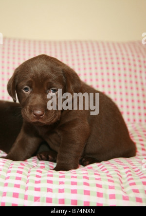 Chocolate Labrador Welpen Stockfoto