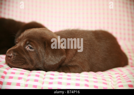 Zwei chocolate Labrador Welpen Stockfoto