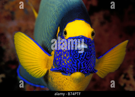 Blaues Gesicht Kaiserfisch, Pomacanthus Xanthometopon, Sulawesi, Indonesien. Stockfoto