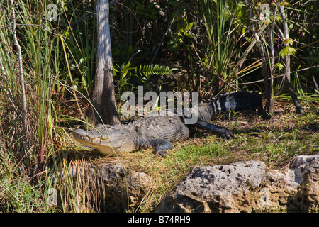 Amerikanischer Alligator Alligator Mississippiensis Sonnen am Ufer entlang Turner River Road im Big Cypress National Preserve, fL Stockfoto