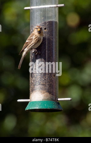 Gemeinsame Redpoll (Cardeulis Flammea) auf Garten Vogelhäuschen Stockfoto