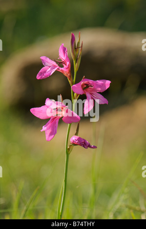 Gladiolen Wildblumen Spanien Stockfoto