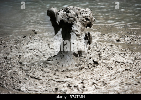 Neuseeland, Nordinsel, Waiotapu, Thermalbereich. Brodelnde Schlamm. Stockfoto