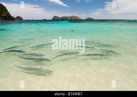 Kingfish bei Ned's Beach Lord Howe Island Australien Fütterung ist eine beliebte Touristenattraktion. Stockfoto