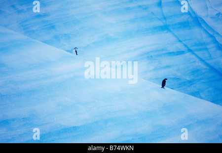 Adelie-Pinguine auf blauen Eisberg, Antarktis Stockfoto