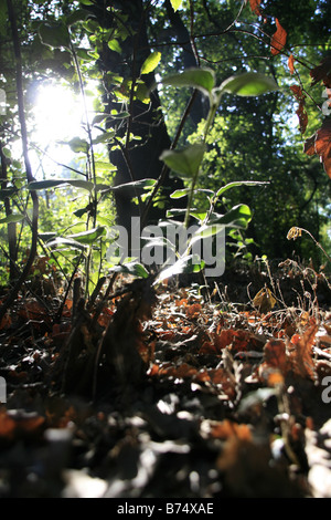 lange grass, Farn und Unterholz in Morgensonne in wilden dichten Wald Wald Stockfoto