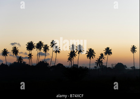 Linie der Silhouette Kokospalmen in der indischen Landschaft. Andhra Pradesh, Indien Stockfoto