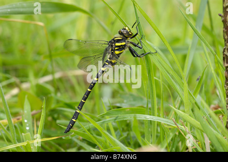 Golden beringt Libelle, Cordulegaster boltonii Stockfoto