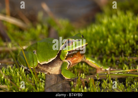 Gemeinsamen Laubfrosch, Hyla Arborea auf Moos Stockfoto