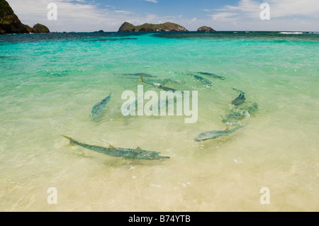 Kingfish bei Ned's Beach Lord Howe Island Australien Fütterung ist eine beliebte Touristenattraktion. Stockfoto