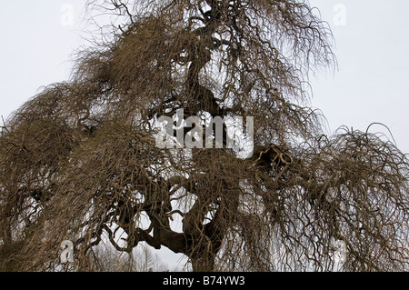 Ein Sophora japonica Baum im Winter Stockfoto