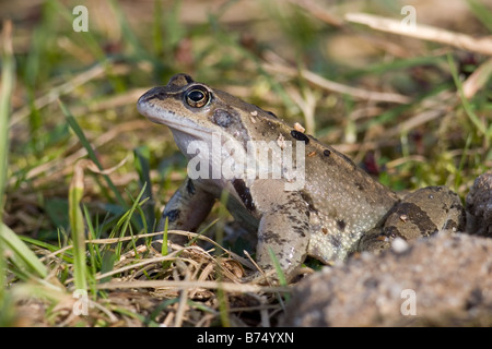 Grasfrosch, Rana Temporaria in Rasen Stockfoto