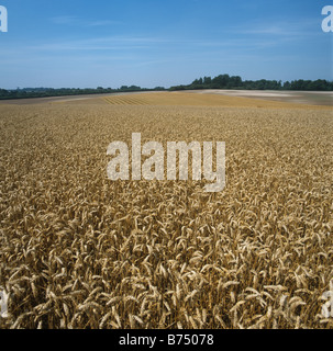 Goldenen Reifen Weizenernte auf feine Sommertag Hampshire Stockfoto