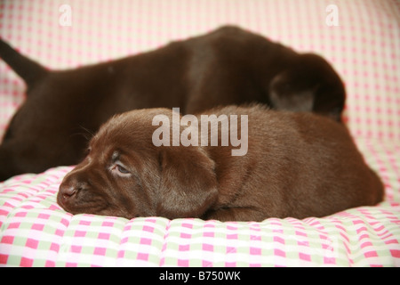 Zwei chocolate Labrador Welpen Stockfoto